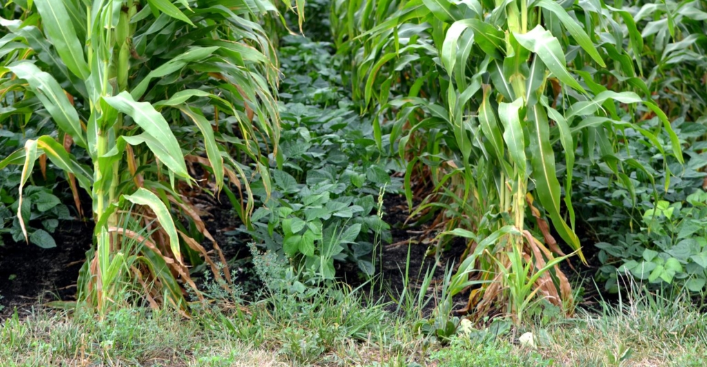 Grow Your Own Nitrogen - T-L Irrigation
