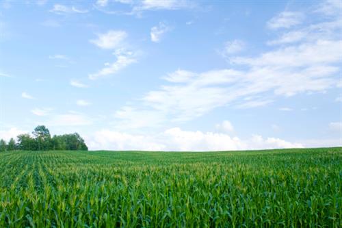 green farm field