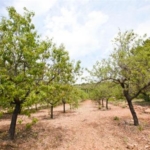 almond farm