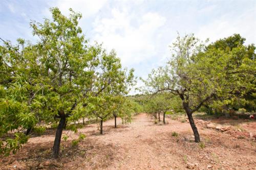 almond farm