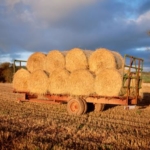 hay bails on farm