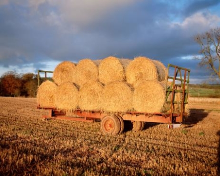 hay bails on farm