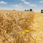 wheat harvest