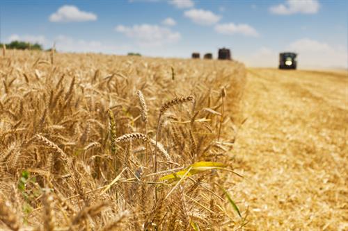 wheat harvest